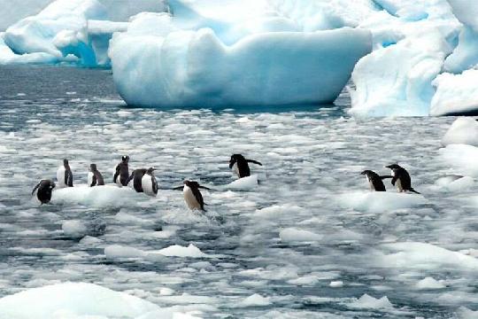 Antarctic Marine Ecosystem (Top 10 Most Unique Ecosystems)
