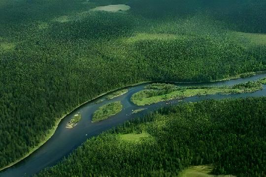 Siberian Taiga (Top 10 Most Unique Ecosystems)