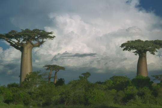 Madagascar's Dry Forests (Top 10 Most Unique Ecosystems)