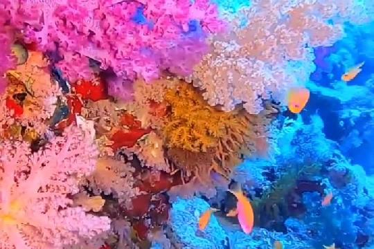 Coral Triangle (Top 10 Most Unique Ecosystems)