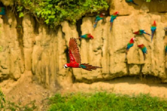 Peru (Top 10 Most Biodiverse Countries)
