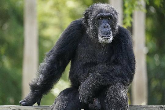 Chimpanzees (Top 10 Smartest Animals)