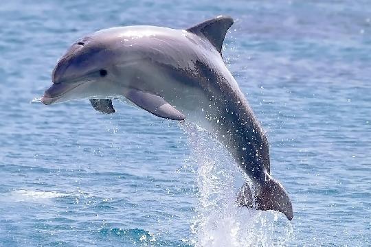 Dolphins (Top 10 Smartest Animals)