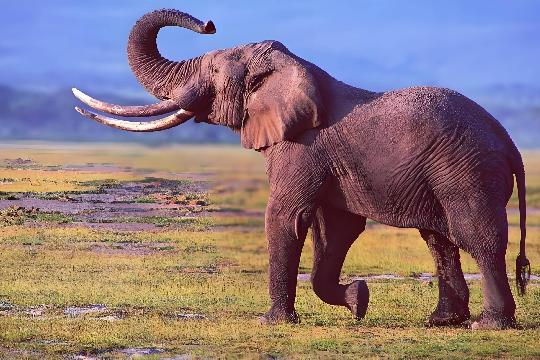 Elephants (Top 10 Smartest Animals)