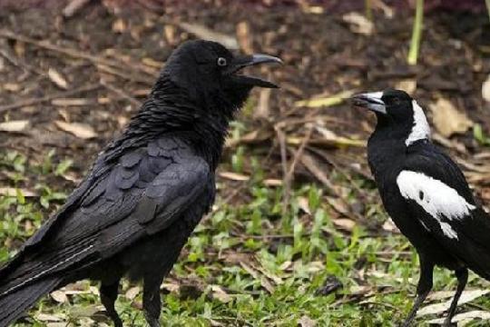 Crows and Ravens (Top 10 Smartest Animals)