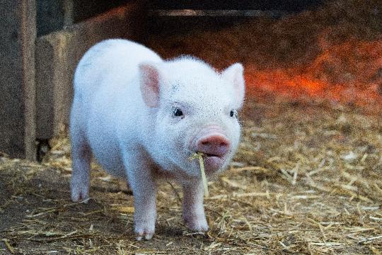 Pigs (Top 10 Smartest Animals)