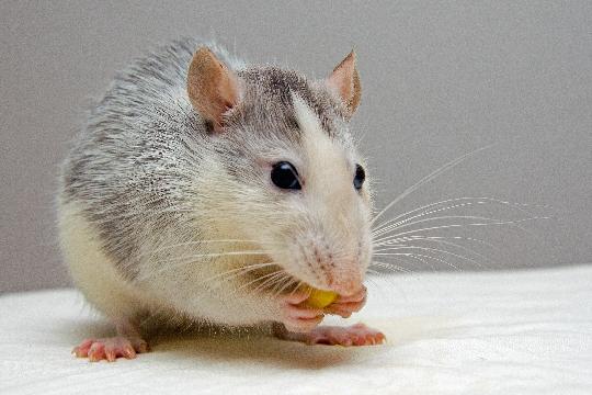 Rats (Top 10 Smartest Animals)