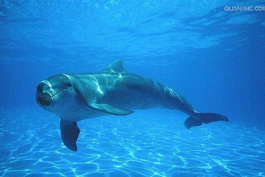 Bottlenose Dolphins (Top 10 Smartest Animals)