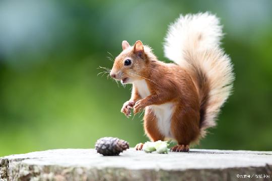 Squirrels (Top 10 Smartest Animals)