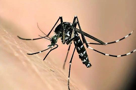 Mosquitoes (Top 10 Most Dangerous Animals)