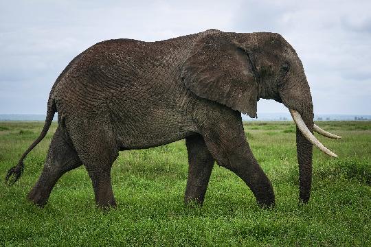 Elephants (Top 10 Most Dangerous Animals)
