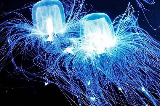 Box Jellyfish (Top 10 Most Dangerous Animals)