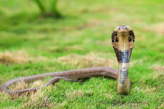 Snakes (specifically the Big Four in India: Common Krait, Indian Cobra, Russell's Viper, Saw-scaled Viper) (Top 10 Most Dangerous Animals)