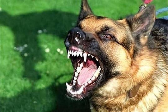 Dogs (through rabies transmission) (Top 10 Most Dangerous Animals)