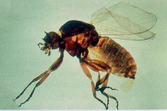 Tsetse Flies (Top 10 Most Dangerous Animals)