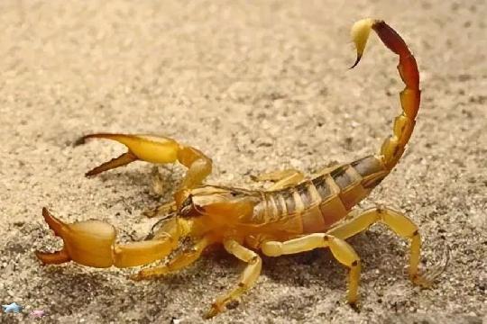 Scorpions (Top 10 Most Dangerous Animals)