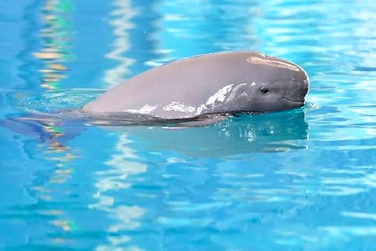 Vaquita (Phocoena sinus) (Top 10 Rarest Animals)