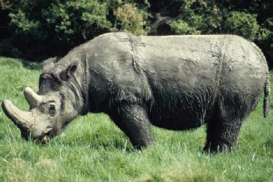 Javan Rhino (Rhinoceros sondaicus) (Top 10 Rarest Animals)