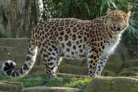 Amur Leopard (Panthera pardus orientalis) (Top 10 Rarest Animals)