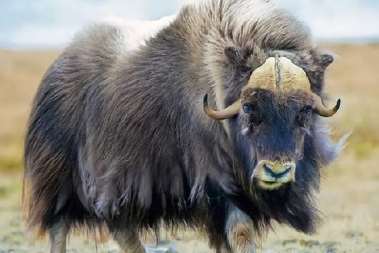 Saola (Pseudoryx nghetinhensis) (Top 10 Rarest Animals)
