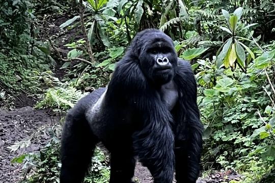 Mountain Gorilla (Gorilla beringei beringei) (Top 10 Rarest Animals)