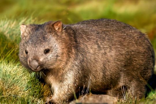 Northern Hairy-nosed Wombat (Lasiorhinus krefftii) (Top 10 Rarest Animals)