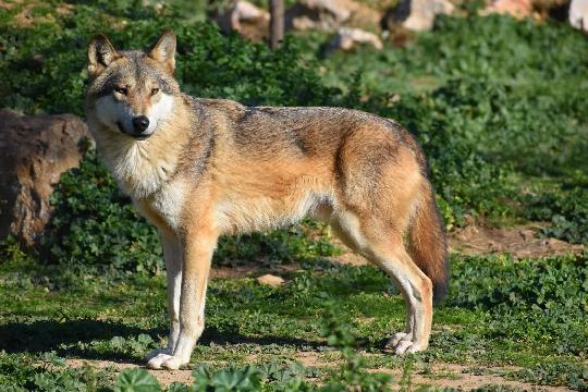 Red Wolf (Canis rufus) (Top 10 Rarest Animals)