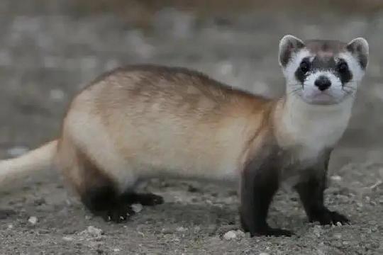 Black-footed Ferret (Mustela nigripes) (Top 10 Rarest Animals)