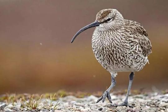 Kakapo (Strigops habroptilus) (Top 10 Rarest Animals)