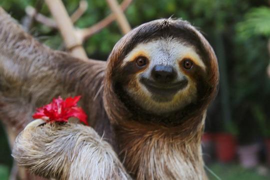 Philippine Tarsier (Tarsius syrichta) (Top 10 Cutest Animals)