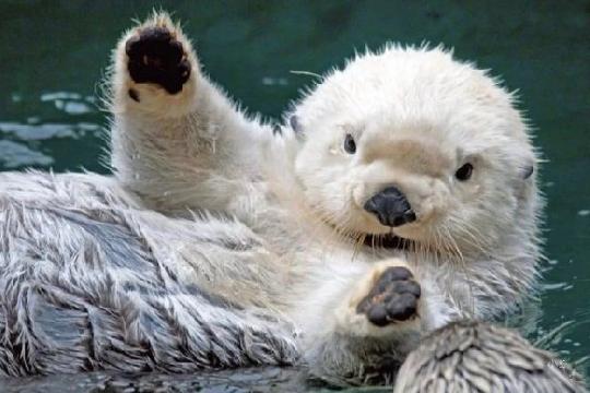 Sea Otter (Enhydra lutris) (Top 10 Cutest Animals)