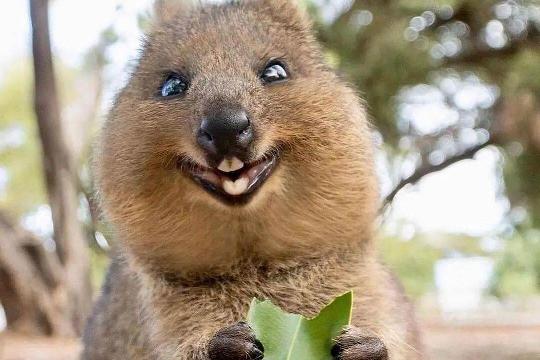 Quokka (Setonix brachyurus) (Top 10 Cutest Animals)