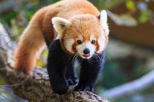 Red Panda (Ailurus fulgens) (Top 10 Cutest Animals)