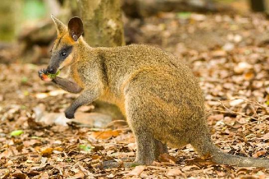 Kangaroo (Macropus) (Top 10 Cutest Animals)