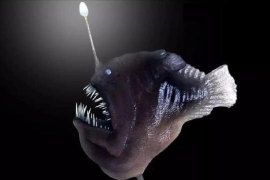 Blobfish (Psychrolutes marcidus) (Top 10 Weirdest Animals)