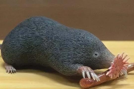 Star-Nosed Mole (Condylura cristata) (Top 10 Weirdest Animals)