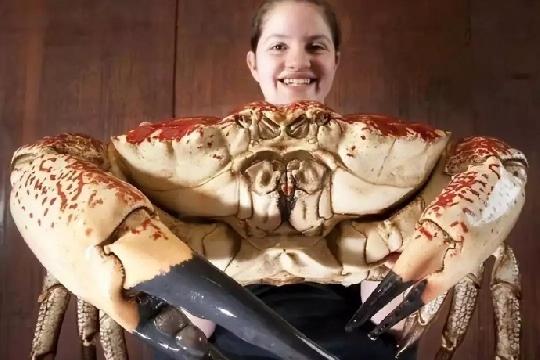Yeti Crab (Kiwa hirsuta) (Top 10 Weirdest Animals)