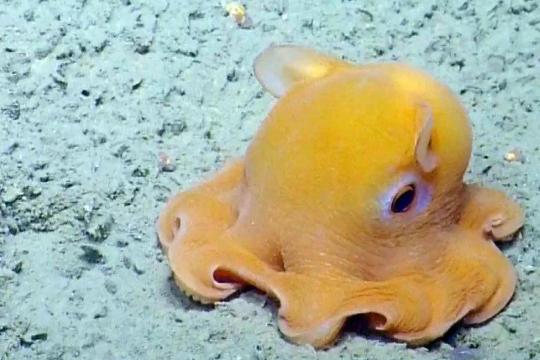 Dumbo Octopus (Grimpoteuthis spp.) (Top 10 Weirdest Animals)