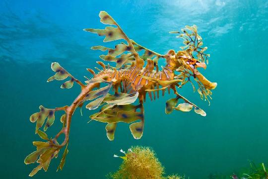 Leafy Seadragon (Phycodurus eques) (Top 10 Weirdest Animals)
