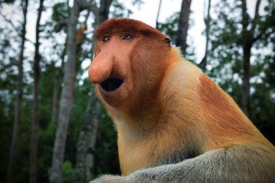 Proboscis Monkey (Nasalis larvatus) (Top 10 Weirdest Animals)
