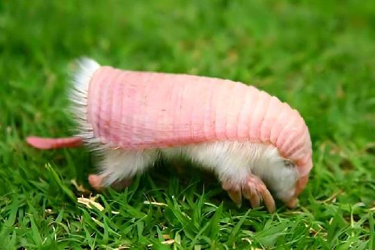 Pink Fairy Armadillo (Chlamyphorus truncatus) (Top 10 Weirdest Animals)