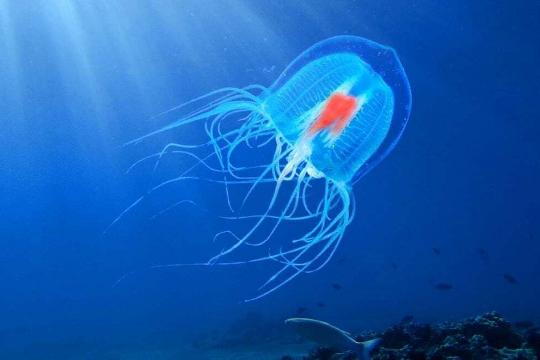 Immortal Jellyfish (Turritopsis dohrnii) (Top 10 Weirdest Animals)