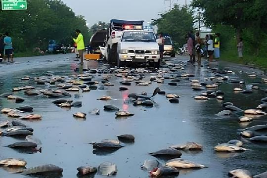 Raining Animals (Top 10 Anomalous Weather Phenomena)