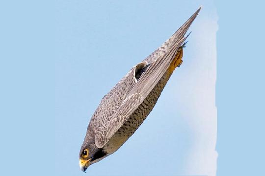 Peregrine Falcon (Falco peregrinus) (Top 10 Fastest Animals)