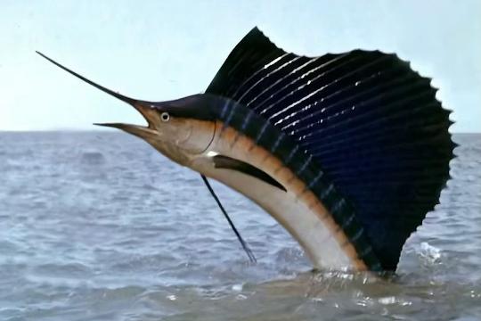 Sailfish (Istiophorus platypterus) (Top 10 Fastest Animals)