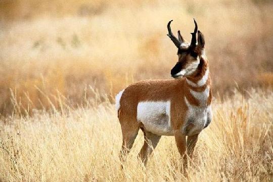 Pronghorn (Antilocapra americana) (Top 10 Fastest Animals)