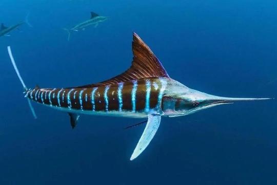 Marlin (Makaira spp.) (Top 10 Fastest Animals)