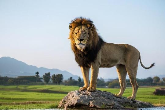 Lion (Panthera leo) (Top 10 Fastest Animals)