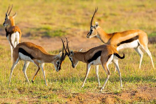 Thomson's Gazelle (Eudorcas thomsonii) (Top 10 Fastest Animals)