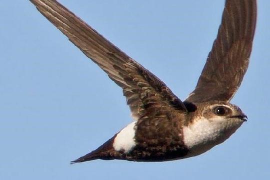 White-throated Needletail (Hirundapus caudacutus) (Top 10 Fastest Animals)